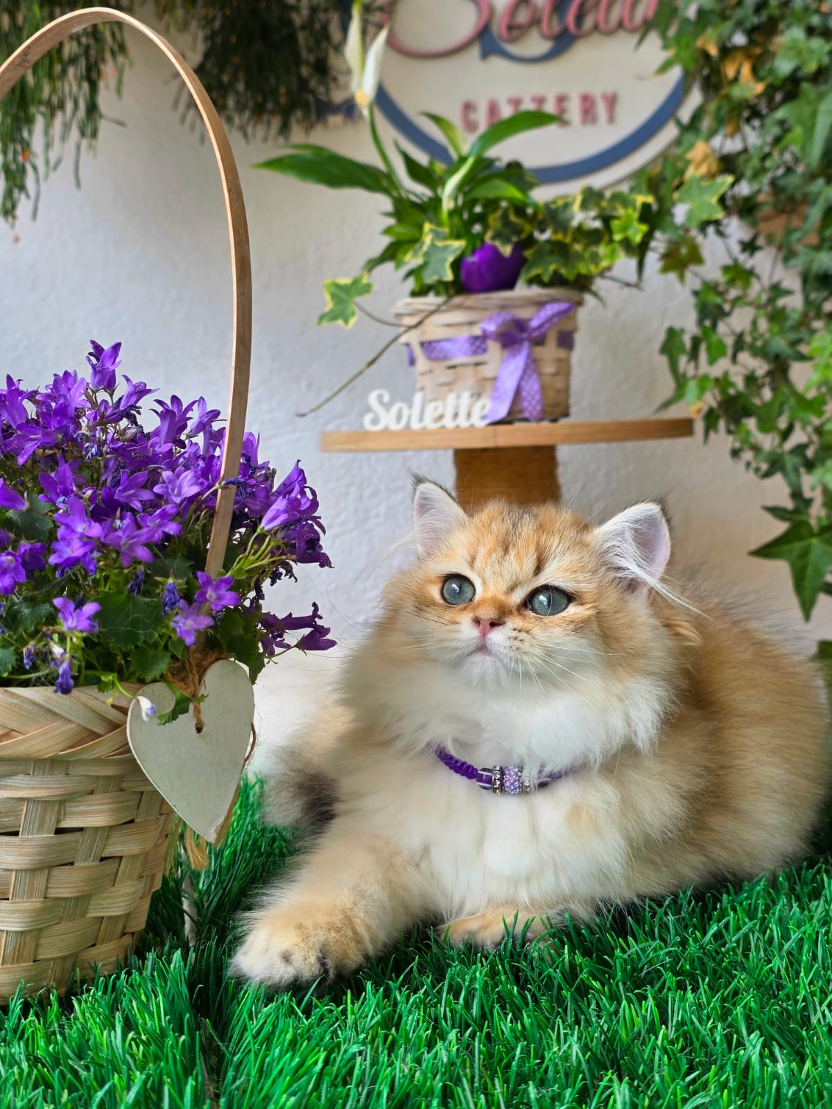 Solette — At Home in Barcelona